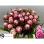 product/img.floraplaza.nl/LPOJDRALF4-LIVE_fotos-0xBE6A50AB2A4A6D46D2894DCD192A57A3517F179A.jpg