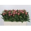 product/img.floraplaza.nl/LPOJDRALF5-LIVE_fotos-0x2878EA294B5EBDF78FD822E0FA61C4C3631FE541.jpg