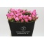 product/img.floraplaza.nl/LPOJDRALF5-LIVE_fotos-0x9663A941112CBD577ECF0A0748EC953ED2787D17.jpg