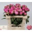 product/img.floraplaza.nl/LPOJDRALF5-LIVE_fotos-0xB7C142DD96CE42211480D9BB03EE7F4D44E50071.jpg