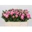 product/img.floraplaza.nl/LPOJDRALF5-LIVE_fotos-0xF6BF7D677C74751D1E729DC9D616B5147F233E21.jpg