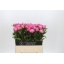 product/img.floraplaza.nl/LPOJDRALF6-LIVE_fotos-0x34C97BB47E6759D0B3E5705DD338DBB366A1337A.jpg