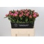product/img.floraplaza.nl/LPOJDRALF6-LIVE_fotos-0x5F7CE9295E125A0632DD8B921C0D8F057BE211FC.jpg