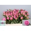 product/img.floraplaza.nl/LPOJDRALF6-LIVE_fotos-0x6A9F02E038E555859C06FEA8DA256696A9DBCC3B.jpg