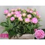 product/img.floraplaza.nl/LPOJDRALF6-LIVE_fotos-0xCCF5382498F92E6F6D0D7DFBAF8E33C556DDDF17.jpg