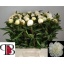 product/img.floraplaza.nl/LPOJDUTDN6-LIVE_fotos-0xC12EC788C33612342758319096EC34C43FE9D0A7.jpg