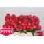 product/img.floraplaza.nl/LPOJFLA5-LIVE_fotos-0x0EE6BEF670264FE8573B7E5F40FCD70635C201C0.jpg