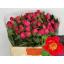 product/img.floraplaza.nl/LPOJFLA5-LIVE_fotos-0x3709B668146FF59317F68E4B4EBDBBD93A018B40.jpg