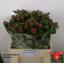 product/img.floraplaza.nl/LPOJFLA5-LIVE_fotos-0x9CBD26CA978FD0D1BD2299738ABEF0922133E610.jpg
