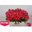 product/img.floraplaza.nl/LPOJFLA5-LIVE_fotos-0xE1794759546C5E2147CC5EAC23C9969857C8A203.jpg