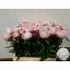 product/img.floraplaza.nl/LPOJGAR45-LIVE_fotos-0xB5D51A6AAFB81FC81A2070FAC23C7BDD0E17AC00.jpg