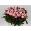 product/img.floraplaza.nl/LPOJGAR45-LIVE_fotos-0xFC065FA8157616374438F84353D56C5BA0466567.jpg