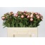product/img.floraplaza.nl/LPOJGAR5-LIVE_fotos-0x0A8BB0EF1FA6D386CADDC871D34A8C9EEA36B2E7.jpg