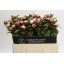 product/img.floraplaza.nl/LPOJGAR5-LIVE_fotos-0x1AC599DE417DB812ADBF8A6D53FFF2F60883B405.jpg