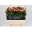 product/img.floraplaza.nl/LPOJGAR5-LIVE_fotos-0x226F4AD2FF2263D440F5DF0432D9B4D9E3A62225.jpg