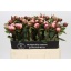 product/img.floraplaza.nl/LPOJGAR5-LIVE_fotos-0x44C6F221C6D0A6FD27ACB9F4587E320BE6684E27.jpg