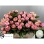 product/img.floraplaza.nl/LPOJGAR5-LIVE_fotos-0x6C195C8045EEBE6C055E2792FCD1E8BE3B2D151A.jpg