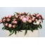 product/img.floraplaza.nl/LPOJGAR5-LIVE_fotos-0x723587F04878F7C8806ACED22CF624FF984F08FE.jpg