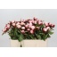 product/img.floraplaza.nl/LPOJGAR5-LIVE_fotos-0xA783E0D763770EAEE234BD40972E001E61D47E0A.jpg