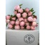 product/img.floraplaza.nl/LPOJGAR5-LIVE_fotos-0xAFC18447785FF6BAB58A161BEA025DF8F4C6ADD7.jpg