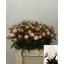 product/img.floraplaza.nl/LPOJGAR5-LIVE_fotos-0xCA6D50AA7225587BA65D1D1E3593A9CC9A1F79A8.jpg