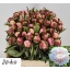 product/img.floraplaza.nl/LPOJGAR5-LIVE_fotos-0xDBFEC23F7652688C873356E5F4D60CBA2186BFAC.jpg