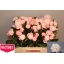 product/img.floraplaza.nl/LPOJGAR5-LIVE_fotos-0xFF89D7076FB8FAAABD8FD35DD7E76325FF008429.jpg