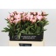 product/img.floraplaza.nl/LPOJGAR6-LIVE_fotos-0x814B9275740C29636BADE12EA73AA3F0C4D8BCA5.jpg