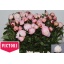 product/img.floraplaza.nl/LPOJGAR6-LIVE_fotos-0xBC6DED576146970B41A7D1FD29D6E8125E2D09A0.jpg