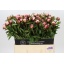 product/img.floraplaza.nl/LPOJGAR6-LIVE_fotos-0xBCC88F07DA8319DE7F3057A7D3263D362DF7804E.jpg