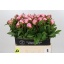 product/img.floraplaza.nl/LPOJGAR6-LIVE_fotos-0xDBD47308DD345A4BB1D75BD9F87A593F23898B31.jpg