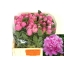 product/img.floraplaza.nl/LPOJJULE55-LIVE_fotos-0xAA606FD012B707E26EC4D0455A87AA602F5906CD.jpg