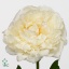 product/img.floraplaza.nl/LPOJMARNIC6-ART_Fotos-VBN-vbn100697.jpg