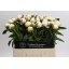 product/img.floraplaza.nl/LPOJMARNIC6-LIVE_fotos-0x1514569ECBB40F84B7C8BB489679C59DD2BF25EC.jpg