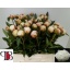 product/img.floraplaza.nl/LPOJMARNIC6-LIVE_fotos-0x314CE38D41067874DDCA8A876265D4C427453A1A.jpg