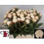 product/img.floraplaza.nl/LPOJMARNIC6-LIVE_fotos-0x398A93B0E13EC080545D813B63D494B22E24AA1C.jpg