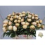 product/img.floraplaza.nl/LPOJMARNIC6-LIVE_fotos-0xA26EB61F4CF30CE8A8E9A99FFD9E6AA37DF91F5A.jpg