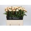 product/img.floraplaza.nl/LPOJMARNIC6-LIVE_fotos-0xC66E7D81611509355E694976322EF478A787A301.jpg