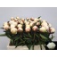product/img.floraplaza.nl/LPOJMARNIC6-LIVE_fotos-0xDB3692C8ED1913B0DC20FC9DE34F886C892669C5.jpg