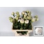 product/img.floraplaza.nl/LPOJODI6-LIVE_fotos-0xCE4BDA5BD67D36ED64757EE9BFD26B6EE14C328B.jpg