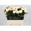 product/img.floraplaza.nl/LPOJPRIB6-LIVE_fotos-0x403134AF94F5CC7425A8D6C4F0ADDADB7473A1BA.jpg