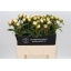 product/img.floraplaza.nl/LPOJPRIB6-LIVE_fotos-0x53D62D1B7EE1510A86A4B31E7A9DF93C57CF8FE3.jpg