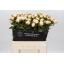 product/img.floraplaza.nl/LPOJPRIB6-LIVE_fotos-0x57E0EDD3B53A598C5C62D7FE856AE91C74B22393.jpg
