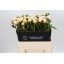 product/img.floraplaza.nl/LPOJPRIB6-LIVE_fotos-0x61DE261B47D3750C635A4DAFA7F6324ED1F84A10.jpg