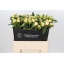 product/img.floraplaza.nl/LPOJPRIB6-LIVE_fotos-0x7F67B2AA50992CE0D0B6C1D51567053F4F42C8AA.jpg