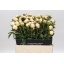 product/img.floraplaza.nl/LPOJPRIB6-LIVE_fotos-0x9C574BEE889086B98AC568696AB36A3171CB14DD.jpg