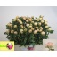 product/img.floraplaza.nl/LPOJRASS5-LIVE_fotos-0x1D6ACFE4712DE3276435D26B66F6D49001ED7D07.jpg