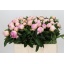 product/img.floraplaza.nl/LPOJRASS5-LIVE_fotos-0x9F1CF07A742F27747AB6E7C697B6C921D96BA7D1.jpg