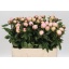 product/img.floraplaza.nl/LPOJRASS5-LIVE_fotos-0xB1654760EC39518CA591DAC00E1F590DB4EA4628.jpg