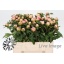 product/img.floraplaza.nl/LPOJRASS5-LIVE_fotos-Partijfoto-00048506256.jpg